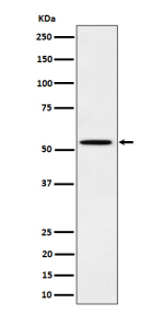Western blot analysis of Phospho-Src (Y529) expression in cell treated with EGF lysate. Expected size for c-Src (phospho-Tyr529) ~60 kDa. Observed (possible) doublet at ~55 kDa and ~60 kDa likely reflects full-length and slightly modified/truncated phosphorylated forms of c-Src, consistent with literature indicating Src family kinases migrate in the 55-62 kDa range.