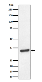 Western blot analysis of TCEA1 expression in human HeLa cell lysate. Predicted molecular weight ~34 kDa.