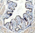 NEK7 Antibody Mouse Bladder IHC. Immunohistochemistry staining of FFPE mouse bladder tissue with NEK7 Antibody at 2 ug/ml. HIER was performed using pH 8 EDTA buffer, followed by blocking with 10% goat serum. The tissue section was incubated with rabbit anti-NEK7 antibody overnight at 4Â°C, followed by HRP-conjugated goat anti-rabbit IgG secondary antibody and DAB chromogen detection. NEK7 Antibody / Inflammasome Activation Protein Antibody demonstrates staining consistent with NIMA Related Kinase 7 expression and supports studies of NLRP3 inflammasome activation, innate immune signaling and inflammatory pathway regulation.