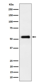 PEPD Antibody WB. Western blot analysis of PEPD expression in HepG2 cell lysate using PEPD antibody. Predicted molecular weight ~55 kDa.