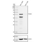 PHGDH Antibody THP-1 Knockout Validation WB. Western blot testing of human THP-1 wild-type (WT) and PHGDH knockout (KO) cell lysates with PHGDH Antibody at 0.5 ug/ml. Lane 1: THP-1 WT; Lane 2: THP-1 PHGDH KO. A specific band is detected at approximately 57 kDa in the WT lysate and is absent in the PHGDH KO sample, confirming antibody specificity. GAPDH was used as a loading control. PHGDH Antibody detects endogenous Phosphoglycerate Dehydrogenase expression and supports studies of serine biosynthesis, amino acid metabolism and cellular metabolic regulation pathways.