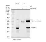 GIMAP5 Antibody Jurkat Cell IP. Immunoprecipitation of GIMAP5 from Jurkat whole cell lysate using GIMAP5 Antibody, followed by Western blot analysis with the same antibody. Lane 1: Jurkat input lysate (30 ug); Lane 2: rabbit control IgG immunoprecipitation; Lane 3: GIMAP5 immunoprecipitation using 2 ug of GIMAP5 Antibody from 500 ug of Jurkat lysate. A specific band is detected at approximately 35 kDa in the input and GIMAP5 immunoprecipitation samples, while no corresponding band is observed in the control IgG lane, confirming specific enrichment of GIMAP5. These results support the use of GIMAP5 Antibody / GTPase IMAP Family Member 5 for immunoprecipitation, protein interaction studies and immune signaling research.