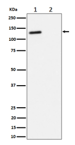 Western blot analysis of Phospho-RBL2 (T986) expression in (1) Jurkat cell lysate; (2) Jurkat cell treated with phosphatase lysate, using Phospho-RBL2 (pThr986) antibody.