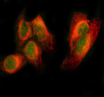 PAX8 Antibody for IF / Paired Box Protein Pax-8 Immunofluorescence Antibody immunofluorescence analysis in human HeLa cells showing strong nuclear localization of Paired box protein Pax-8 (PAX8). The rabbit polyclonal PAX8 antibody produces a distinct nuclear fluorescence signal (green), clearly delineating nuclei, while Beta Tubulin highlights the cytoplasmic microtubule network (red) as a structural reference. The merged image demonstrates sharp nuclear green staining surrounded by red cytoplasmic signal, enabling clear cell boundary definition and subcellular localization assessment. This pattern is consistent with the role of PAX8 as a nuclear transcription factor and supports its use in multiplex immunofluorescence applications for precise cellular and spatial analysis.