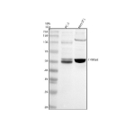 Western blot analysis of TRIM58 using anti-TRIM58 antibody. Electrophoresis was performed on a 10% SDS-PAGE gel at 80V (Stacking gel) / 120V (Resolving gel) for 2 hours. Lane 1: human PC-3 whole cell lysates, Lane 2: mouse NIH/3T3 whole cell lysates. After electrophoresis, proteins were transferred to a nitrocellulose membrane at 150 mA for 50-90 minutes. Blocked the membrane with 5% non-fat milk/TBS for 1.5 hour at RT. The membrane was incubated with rabbit anti-TRIM58 antibody at 0.5 ug/ml overnight at 4oC, then washed with TBS-0.1%Tween 3 times with 5 minutes each and probed with a goat anti-rabbit IgG-HRP secondary antibody at a dilution of 1:5000 for 1.5 hour at RT. The signal was developed using an ECL Plus Western Blotting Substrate. The expected band size for TRIM58 is at 55 kDa and is often observed as a 50-55 kDa doublet due to phosphorylation.