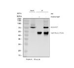 GALNT7 Antibody HaCaT Cell IP. Immunoprecipitation of GALNT7 from HaCaT whole cell lysate using GALNT7 Antibody, followed by Western blot analysis with the same antibody. Lane 1: HaCaT input lysate (30 ug); Lane 2: rabbit control IgG immunoprecipitation; Lane 3: GALNT7 immunoprecipitation using 2 ug of GALNT7 Antibody from 500 ug of HaCaT lysate. A specific band is detected at approximately 75 kDa in the input and GALNT7 immunoprecipitation samples, while the control IgG lane lacks a corresponding GALNT7 band. The band at approximately 50 kDa represents the IgG heavy chain derived from the immunoprecipitation procedure. These results support the use of GALNT7 Antibody / O-Glycosylation Enzyme Antibody for immunoprecipitation, protein interaction studies and investigations of O-glycosylation pathways.