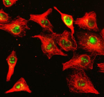 Immunofluorescent staining of NUP85 using anti-NUP85 antibody (green) and anti-Beta Tubulin antibody (red). NUP85 was detected in an immunocytochemical section of cells. Enzyme antigen retrieval was performed using IHC enzyme antigen retrieval reagent for 15 mins. The cells were blocked with 10% goat serum. And then incubated with 5 ug/ml rabbit anti-NUP85 antibody and mouse anti-Beta Tubulin antibody overnight at 4oC. DyLight 488 Conjugated Goat Anti-Rabbit IgG and Cy3 Conjugated Goat Anti-Mouse IgG were used as secondary antibody at 1:500 dilution and incubated for 30 minutes at 37oC. Visualize using a fluorescence microscope and filter sets appropriate for the label used.