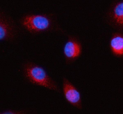 Immunofluorescent staining of FFPE human A549 cells with HERPUD1 antibody (red) and DAPI nuclear stain (blue). HIER: steam section in pH6 citrate buffer for 20 min.