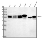 Western blot analysis of HERPUD1 using anti-HERPUD1 antibody. Lane 1: human PC-3 whole cell lysates, Lane 2: human Hela whole cell lysates, Lane 3: human HepG2 whole cell lysates, Lane 4: human LNCAP whole cell lysates, Lane 5: rat liver tissue lysates, Lane 6: mouse liver tissue lysates. After electrophoresis, proteins were transferred to a nitrocellulose membrane at 150 mA for 50-90 minutes. Blocked the membrane with 5% non-fat milk/TBS for 1.5 hour at RT. The membrane was incubated with rabbit anti-HERPUD1 antibody at 0.5 ug/ml overnight at 4oC, then washed with TBS-0.1%Tween 3 times with 5 minutes each and probed with a goat anti-rabbit IgG-HRP secondary antibody at a dilution of 1:5000 for 1.5 hour at RT. The signal was developed using enhanced chemiluminescent. The predicted band size for HERPUD1 is at 44 kDa but it is commonly observed at ~55 kDa, the doublet likely reflecting different phosphorylation or ubiquitination states.