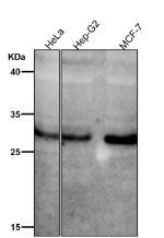 All lanes use the Phospho-MST1/MST2 (pThr183/pThr180) antibody at 1:1000 dilution for 1 hour at room temperature.