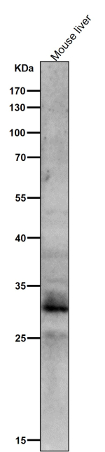 All lanes use the Phospho-MST1/MST2 (pThr183/pThr180) antibody at 1:1000 dilution for 1 hour at room temperature.