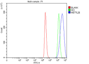 Flow Cytometry analysis of THP-1 cells using anti-METTL26 antibody. Overlay histogram showing THP-1 cells stained with (Blue line). To facilitate intracellular staining, cells were fixed with 4% paraformaldehyde and permeabilized with permeabilization buffer. The cells were blocked with 10% normal goat serum. And then incubated with rabbit anti-METTL26 antibody (1 ug/million cells) for 30 min at 20oC. DyLight 488 conjugated goat anti-rabbit IgG (5-10 ug/million cells) was used as secondary antibody for 30 minutes at 20oC. Isotype control antibody (Green line) was rabbit IgG (1 ug/million cells) used under the same conditions. Unlabelled sample (Red line) was also used as a control.