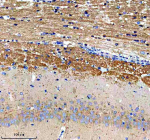 Immunohistochemical staining of PTCD3 using anti-PTCD3 antibody. PTCD3 was detected in a paraffin-embedded section of rat brain tissue. Heat mediated antigen retrieval was performed in EDTA buffer (pH 8.0, epitope retrieval solution). The tissue section was blocked with 10% goat serum. The tissue section was then incubated with 2 ug/ml rabbit anti-PTCD3 antibody overnight at 4oC. Peroxidase Conjugated Goat Anti-rabbit IgG was used as secondary antibody and incubated for 30 minutes at 37oC. The tissue section was developed using an HRP secondary and DAB substrate.