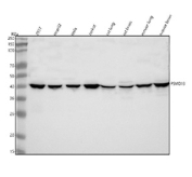 Western blot analysis of PSMD13 using anti-PSMD13 antibody. Lane 1: human 293T whole cell lysates, Lane 2: human HepG2 whole cell lysates, Lane 3: human Hela whole cell lysates, Lane 4: human Jurkat whole cell lysates, Lane 5: rat lung tissue lysates, Lane 6: rat brain tissue lysates, Lane 7: mouse lung tissue lysates, Lane 8: mouse brain tissue lysates. After electrophoresis, proteins were transferred to a nitrocellulose membrane at 150 mA for 50-90 minutes. Blocked the membrane with 5% non-fat milk/TBS for 1.5 hour at RT. The membrane was incubated with rabbit anti-PSMD13 antibody at 0.5 ug/ml overnight at 4oC, then washed with TBS-0.1%Tween 3 times with 5 minutes each and probed with a goat anti-rabbit IgG-HRP secondary antibody at a dilution of 1:5000 for 1.5 hour at RT. The signal was developed using enhanced chemiluminescent. A specific band was detected for PSMD13 at approximately 43 kDa. The expected band size for PSMD13 is at 43 kDa.
