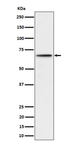 Western blot analysis of Phospho- S6 Kinase beta (S371) expression in 293 cell lysate using Phospho-p70 S6 Kinase beta (pSer371) antibody.