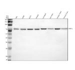 Western blot analysis of HBS1L using anti-HBS1L antibody. Electrophoresis was performed on a 10% SDS-PAGE gel at 80V (Stacking gel) / 120V (Resolving gel) for 2 hours. Lane 1: human HEL whole cell lysates, Lane 2: human K562 whole cell lysates, Lane 3: human U251 whole cell lysates, Lane 4: human HepG2 whole cell lysates, Lane 5: rat heart tissue lysates, Lane 6: rat brain tissue lysates, Lane 7: mouse heart tissue lysates, Lane 8: mouse brain tissue lysates. After electrophoresis, proteins were transferred to a nitrocellulose membrane at 150 mA for 50-90 minutes. Blocked the membrane with 5% non-fat milk/TBS for 1.5 hour at RT. The membrane was incubated with rabbit anti-HBS1L antibody at 0.5 ug/ml overnight at 4oC, then washed with TBS-0.1%Tween 3 times with 5 minutes each and probed with a goat anti-rabbit IgG-HRP secondary antibody at a dilution of 1:5000 for 1.5 hour at RT. The signal was developed using an ECL Plus Western Blotting Substrate. A specific band was detected for HBS1L at approximately 75 kDa. The expected band size for HBS1L is at 75 kDa.