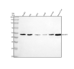 Western blot analysis of MINPP1 using anti-MINPP1 antibody. Electrophoresis was performed on a 10% SDS-PAGE gel at 80V (Stacking gel) / 120V (Resolving gel) for 2 hours. Lane 1: human HepG2 whole cell lysates, Lane 2: human HEL whole cell lysates, Lane 3: human 293T whole cell lysates, Lane 4: human whole cell lysates, Lane 5: rat liver tissue lysates, Lane 6: mouse liver tissue lysates. After electrophoresis, proteins were transferred to a nitrocellulose membrane at 150 mA for 50-90 minutes. Blocked the membrane with 5% non-fat milk/TBS for 1.5 hour at RT. The membrane was incubated with rabbit anti-MINPP1 antibody at 0.5 ug/ml overnight at 4oC, then washed with TBS-0.1%Tween 3 times with 5 minutes each and probed with a goat anti-rabbit IgG-HRP secondary antibody at a dilution of 1:5000 for 1.5 hour at RT. The signal was developed using an ECL Plus Western Blotting Substrate. The predicted molecular weight for the multiple isoforms of MINPP1 is 31-55 kDa, which may be observed at higher molecular weights due to glycosylation.