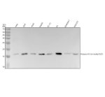Histone H3 (Tri-Methyl K27) Antibody Human, Rat and Mouse WB. Western blot analysis of human HeLa, 293T, A549, and HepG2, rat PC-12 and C6, and mouse RAW264.7 and NIH/3T3 whole cell lysates using Histone H3 (Tri-Methyl K27) Antibody / Epigenetic Histone Marker Antibody at 1:500. An HRP-conjugated goat anti-rabbit IgG secondary antibody with ECL substrate was used for detection. Histone H3 (Tri-Methyl K27) Antibody detects a specific band at approximately 17 kDa in all samples tested, consistent with trimethylated histone H3 lysine 27 (H3K27me3), a key epigenetic marker associated with transcriptional repression.