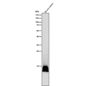 Histone H2B Formyl K116 Antibody for WB. All lanes use the Histone H2B (formyl K116) antibody at 1:5K dilution for 1 hour at room temperature.