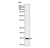 Western blot analysis of Histone H2B (formyl K116) expression in HeLa cell lysate using Histone H2B Formyl K116 Antibody.