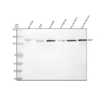 Western blot analysis of BRD1 using anti-BRD1 antibody. Lane 1: human SH-SY5Y whole cell lysates, Lane 2: human 293T whole cell lysates, Lane 3: rat testis tissue lysates, Lane 4: rat thymus tissue lysates, Lane 5: mouse testis tissue lysates, Lane 6: mouse thymus tissue lysates. After electrophoresis, proteins were transferred to a nitrocellulose membrane at 150 mA for 50-90 minutes. Blocked the membrane with 5% non-fat milk/TBS for 1.5 hour at RT. The membrane was incubated with rabbit anti-BRD1 antibody at 0.5 ug/ml overnight at 4oC, then washed with TBS-0.1%Tween 3 times with 5 minutes each and probed with a goat anti-rabbit IgG-HRP secondary antibody at a dilution of 1:5000 for 1.5 hour at RT. The signal was developed using enhanced chemiluminescent. The expected molecular weight of BRD1 is ~120 kDa.