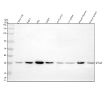 SNX20 Antibody Human/Mouse/Rat Sample WB. Western blot analysis of SNX20 using anti-SNX20 antibody. Electrophoresis was performed on a 10% SDS-PAGE gel at 80V (Stacking gel) / 120V (Resolving gel) for 2 hours. Lane 1: human COLO-320 whole cell lysates, Lane 2: human THP-1 whole cell lysates, Lane 3: human HEL whole cell lysates, Lane 4: human Jurkat whole cell lysates, Lane 5: rat thymus tissue lysates, Lane 6: rat spleen tissue lysates, Lane 7: mouse thymus tissue lysates, Lane 8: mouse spleen tissue lysates. After electrophoresis, proteins were transferred to a nitrocellulose membrane at 150 mA for 50-90 minutes. Blocked the membrane with 5% non-fat milk/TBS for 1.5 hour at RT. The membrane was incubated with rabbit anti-SNX20 antibody at 0.5 ug/ml overnight at 4oC, then washed with TBS-0.1%Tween 3 times with 5 minutes each and probed with a goat anti-rabbit IgG-HRP secondary antibody at a dilution of 1:5000 for 1.5 hour at RT. The signal was developed using an ECL Plus Western Blotting Substrate. The expected molecular weight of SNX20 is ~36 kDa.