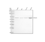 Western blot analysis of CTNNBL1 using anti-CTNNBL1 antibody. Lane 1: human Jurkat whole cell lysates, Lane 2: human HEL whole cell lysates, Lane 3: human Caco-2 whole cell lysates, Lane 4: human HepG2 whole cell lysates. After electrophoresis, proteins were transferred to a nitrocellulose membrane at 150 mA for 50-90 minutes. Blocked the membrane with 5% non-fat milk/TBS for 1.5 hour at RT. The membrane was incubated with rabbit anti-CTNNBL1 antibody at 0.5 ug/ml overnight at 4oC, then washed with TBS-0.1%Tween 3 times with 5 minutes each and probed with a goat anti-rabbit IgG-HRP secondary antibody at a dilution of 1:5000 for 1.5 hour at RT. The signal was developed using enhanced chemiluminescent. The expected molecular weight of CTNNBL1 is ~65 kDa.
