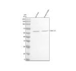 Western blot analysis of RNF220 using anti-RNF220 antibody. Electrophoresis was performed on a 10% SDS-PAGE gel at 80V (Stacking gel) / 120V (Resolving gel) for 2 hours. Lane 1: rat brain tissue lysates, Lane 2: mouse brain tissue lysates. After electrophoresis, proteins were transferred to a nitrocellulose membrane at 150 mA for 50-90 minutes. Blocked the membrane with 5% non-fat milk/TBS for 1.5 hour at RT. The membrane was incubated with rabbit anti-RNF220 antibody at 0.5 ug/ml overnight at 4oC, then washed with TBS-0.1%Tween 3 times with 5 minutes each and probed with a goat anti-rabbit IgG-HRP secondary antibody at a dilution of 1:5000 for 1.5 hour at RT. The signal was developed using an ECL Plus Western Blotting Substrate. The expected molecular weight of RNF220 is ~63 kDa.