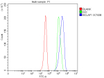 Flow Cytometry analysis of HEL cells using anti-BCLAF1 antibody. Overlay histogram showing HEL cells stained with (Blue line). To facilitate intracellular staining, cells were fixed with 4% paraformaldehyde and permeabilized with permeabilization buffer. The cells were blocked with 10% normal goat serum. And then incubated with rabbit anti-BCLAF1 antibody (1 ug/million cells) for 30 min at 20oC. DyLight 488 conjugated goat anti-rabbit IgG (5-10 ug/million cells) was used as secondary antibody for 30 minutes at 20oC. Isotype control antibody (Green line) was rabbit IgG (1 ug/million cells) used under the same conditions. Unlabelled sample without incubation with primary antibody and secondary antibody (Red line) was used as a blank control.