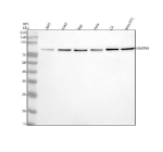 Western blot analysis of HASPIN using anti-HASPIN antibody. Electrophoresis was performed on a 10% SDS-PAGE gel at 80V (Stacking gel) / 120V (Resolving gel) for 2 hours. Lane 1: human 293T whole cell lysates, Lane 2: human K562 whole cell lysates, Lane 3: human Raji whole cell lysates, Lane 4: human Hela whole cell lysates, Lane 5: rat C6 whole cell lysates, Lane 6: mouse NIH/3T3 whole cell lysates. After electrophoresis, proteins were transferred to a nitrocellulose membrane at 150 mA for 50-90 minutes. Blocked the membrane with 5% non-fat milk/TBS for 1.5 hour at RT. The membrane was incubated with rabbit anti-HASPIN antibody at 0.5 ug/ml overnight at 4oC, then washed with TBS-0.1%Tween 3 times with 5 minutes each and probed with a goat anti-rabbit IgG-HRP secondary antibody at a dilution of 1:5000 for 1.5 hour at RT. The signal was developed using an ECL Plus Western Blotting Substrate. The expected molecular weight of HASPIN is ~88 kDa.