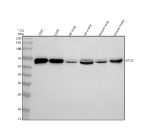 Western blot analysis of FGD5 using anti-FGD5 antibody. Electrophoresis was performed on a 10% SDS-PAGE gel at 80V (Stacking gel) / 120V (Resolving gel) for 2 hours. Lane 1: human 293T whole cell lysates, Lane 2: human U2OS whole cell lysates, Lane 3: rat lung tissue lysates, Lane 4: rat ovary tissue lysates, Lane 5: mouse lung tissue lysates, Lane 6: mouse ovary tissue lysates. After electrophoresis, proteins were transferred to a nitrocellulose membrane at 150 mA for 50-90 minutes. Blocked the membrane with 5% non-fat milk/TBS for 1.5 hour at RT. The membrane was incubated with rabbit anti-FGD5 antibody at 0.5 ug/ml overnight at 4oC, then washed with TBS-0.1%Tween 3 times with 5 minutes each and probed with a goat anti-rabbit IgG-HRP secondary antibody at a dilution of 1:5000 for 1.5 hour at RT. The signal was developed using an ECL Plus Western Blotting Substrate. FGD5 (~160 kDa predicted) was detected near ~68 kDa, consistent with published reports describing endogenous short isoforms or proteolytically processed catalytic fragments of FGD5 in endothelial and cancer cells. The apparent doublet likely reflects differential phosphorylation or processing of this active form.