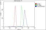 TGOLN2 Antibody Human Immune Cell FACS. Flow cytometric analysis of fixed and permeabilized human U937 cells using TGOLN2 Antibody at 1 ug/million cells. Cells were blocked with goat serum and compared against cells alone (red) and isotype control (green). A DyLight 488-conjugated goat anti-rabbit IgG secondary antibody was used for detection. TGOLN2 Antibody demonstrates a clear positive shift (blue), confirming intracellular TGOLN2 detection in U937 cells and supporting studies of trans-Golgi network function, protein sorting, vesicle trafficking, and secretory pathway regulation.