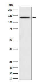 Western blot analysis of Phospho-BCAR1 (Y410) expression in HeLa treated with pervanadate cell lysate, using Phospho-BCAR1 (pTyr410) antibody.