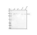 Western blot analysis of TBC1D1 using anti-TBC1D1 antibody. Electrophoresis was performed on a 8% SDS-PAGE gel at 80V (Stacking gel) / 120V (Resolving gel) for 2 hours. Lane 1: human Hela whole cell lysates, Lane 2: human 293T whole cell lysates, Lane 3: rat lung tissue lysates, Lane 4: mouse lung tissue lysates. After electrophoresis, proteins were transferred to a nitrocellulose membrane at 150 mA for 50-90 minutes. Blocked the membrane with 5% non-fat milk/TBS for 1.5 hour at RT. The membrane was incubated with rabbit anti-TBC1D1 antibody at 0.5 ug/ml overnight at 4oC, then washed with TBS-0.1%Tween 3 times with 5 minutes each and probed with a goat anti-rabbit IgG-HRP secondary antibody at a dilution of 1:5000 for 1.5 hour at RT. The signal was developed using an ECL Plus Western Blotting Substrate. TBC1D1 (~130-135 kDa predicted) was detected primarily at ~150-160 kDa, frequently as a doublet, consistent with phosphorylation-dependent mobility shifts reported for TBC1D1 in response to insulin, AICAR, and contraction.