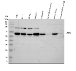 Western blot analysis of OMA1 using anti-OMA1 antibody. Electrophoresis was performed on a 10% SDS-PAGE gel at 80V (Stacking gel) / 120V (Resolving gel) for 2 hours. Lane 1: human Hela whole cell lysates, Lane 2: human 293T whole cell lysates, Lane 3: human K562 whole cell lysates, Lane 4: human HepG2 whole cell lysates, Lane 5: rat heart tissue lysates, Lane 6: rat skeletal muscle tissue lysates, Lane 7: mouse heart tissue lysates, Lane 8: mouse skeletal muscle tissue lysates. After electrophoresis, proteins were transferred to a nitrocellulose membrane at 150 mA for 50-90 minutes. Blocked the membrane with 5% non-fat milk/TBS for 1.5 hour at RT. The membrane was incubated with rabbit anti-OMA1 antibody at 0.5 ug/ml overnight at 4oC, then washed with TBS-0.1%Tween 3 times with 5 minutes each and probed with a goat anti-rabbit IgG-HRP secondary antibody at a dilution of 1:5000 for 1.5 hour at RT. The signal was developed using an ECL Plus Western Blotting Substrate. OMA1 (~60 kDa predicted) was detected as a major band at ~60-65 kDa, representing the active form, and as an additional ~95 kDa species corresponding to the inactive or oligomeric precursor described in mitochondrial stress studies