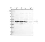 Western blot analysis of SIGLEC15 using anti-SIGLEC15 antibody. Electrophoresis was performed on a 10% SDS-PAGE gel at 80V (Stacking gel) / 120V (Resolving gel) for 2 hours. Lane 1: human whole cell lysates, Lane 2: human PC-3 whole cell lysates, Lane 3: human RT4 whole cell lysates, Lane 4: human THP-1 whole cell lysates. After electrophoresis, proteins were transferred to a nitrocellulose membrane at 150 mA for 50-90 minutes. Blocked the membrane with 5% non-fat milk/TBS for 1.5 hour at RT. The membrane was incubated with rabbit anti-SIGLEC15 antibody at 0.5 ug/ml overnight at 4oC, then washed with TBS-0.1%Tween 3 times with 5 minutes each and probed with a goat anti-rabbit IgG-HRP secondary antibody at a dilution of 1:5000 for 1.5 hour at RT. The signal was developed using an ECL Plus Western Blotting Substrate. SIGLEC15 (~36 kDa predicted) was detected predominantly at ~40 kDa, consistent with N-linked glycosylation of its extracellular domain. A faint lower band near ~36 kDa likely represents the partially processed form.
