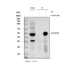 PSTPIP1 Antibody by IP in Human THP-1 Cell Lysate. Immunoprecipitation of PEST Phosphatase-Interacting Protein 1 from human THP-1 whole-cell lysate using rabbit polyclonal PSTPIP1 antibody. Lane 1 contains 30 ug of input lysate, lane 2 represents a rabbit IgG control immunoprecipitation, and lane 3 contains protein immunoprecipitated from 500 ug of THP-1 lysate using 2 ug of PSTPIP1 antibody. Following electrophoresis and membrane transfer, Western blot detection was performed using the same antibody at 0.5 ug/ml and an HRP-conjugated light-chain-specific secondary antibody. A prominent band near 50 kDa is detected in the input and antibody immunoprecipitation lanes, with no comparable band in the control IgG lane, demonstrating enrichment of PSTPIP1.