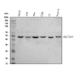 SLC7A11 Antibody WB. Western blot analysis of xCT/SLC7A11 using anti-SLC7A11 antibody. Electrophoresis was performed on a 10% SDS-PAGE gel at 80V (Stacking gel) / 120V (Resolving gel) for 2 hours. Lane 1: human HepG2 whole cell lysates, Lane 2: human whole cell lysates, Lane 3: human Hela whole cell lysates, Lane 4: human U2OS whole cell lysates, Lane 5: rat C6 whole cell lysates, Lane 6: mouse Neuro-2a whole cell lysates. After electrophoresis, proteins were transferred to a nitrocellulose membrane at 150 mA for 50-90 minutes. Blocked the membrane with 5% non-fat milk/TBS for 1.5 hour at RT. The membrane was incubated with rabbit anti-SLC7A11 antibody at 0.5 ug/ml overnight at 4oC, then washed with TBS-0.1%Tween 3 times with 5 minutes each and probed with a goat anti-rabbit IgG-HRP secondary antibody at a dilution of 1:5000 for 1.5 hour at RT. The signal was developed using an ECL Plus Western Blotting Substrate. SLC7A11 (~55 kDa predicted) was detected as a single band at ~45-50 kDa, consistent with published reports describing faster migration of this multi-pass membrane transporter due to its hydrophobic transmembrane regions.