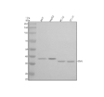Western blot analysis of STX5 using anti-STX5 antibody. Electrophoresis was performed on a 10% SDS-PAGE gel at 80V (Stacking gel) / 120V (Resolving gel) for 2 hours. Lane 1: human 293T whole cell lysates, Lane 2: human HepG2 whole cell lysates, Lane 3: rat PC-12 whole cell lysates, Lane 4: mouse 3T3-L1 whole cell lysates. After electrophoresis, proteins were transferred to a nitrocellulose membrane at 150 mA for 50-90 minutes. Blocked the membrane with 5% non-fat milk/TBS for 1.5 hour at RT. The membrane was incubated with rabbit anti-STX5 antibody at 0.5 ug/ml overnight at 4oC, then washed with TBS-0.1%Tween 3 times with 5 minutes each and probed with a goat anti-rabbit IgG-HRP secondary antibody at a dilution of 1:5000 for 1.5 hour at RT. The signal was developed using an ECL Plus Western Blotting Substrate. STX5 (~42 kDa long and ~35 kDa short isoforms) was detected predominantly as the short form at ~38 kDa in human lysates and ~36 kDa in mouse/rat, consistent with alternative translation initiation that yields Stx5S and Stx5L.