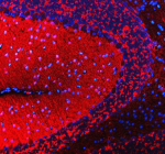 Immunofluorescent staining of SNCB using anti-SNCB antibody (red). SNCB was detected in a paraffin-embedded section of rat cerebellum tissue. Heat mediated antigen retrieval was performed in EDTA buffer (pH 8.0, epitope retrieval solution). The tissue section was blocked with 10% goat serum. The tissue section was then incubated with 5 ug/ml rabbit anti-SNCB antibody overnight at 4oC. DyLight 550 Conjugated Goat Anti-Rabbit IgG was used as secondary antibody at 1:500 dilution and incubated for 30 minutes at 37oC. The section was counterstained with DAPI nuclear stain (blue). Visualize using a fluorescence microscope and filter sets appropriate for the label used.