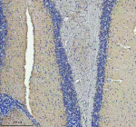 Immunohistochemical staining of STRIP2 using anti-STRIP2 antibody. STRIP2 was detected in a paraffin-embedded section of mouse cerebellum tissue. Heat mediated antigen retrieval was performed in EDTA buffer (pH 8.0, epitope retrieval solution). The tissue section was blocked with 10% goat serum. The tissue section was then incubated with 2 ug/ml rabbit anti-STRIP2 antibody overnight at 4oC. Peroxidase Conjugated Goat Anti-rabbit IgG was used as secondary antibody and incubated for 30 minutes at 37oC. The tissue section was developed using an HRP secondary and DAB substrate.