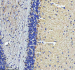 Immunohistochemical staining of STRIP2 using anti-STRIP2 antibody. STRIP2 was detected in a paraffin-embedded section of mouse cerebellum tissue. Heat mediated antigen retrieval was performed in EDTA buffer (pH 8.0, epitope retrieval solution). The tissue section was blocked with 10% goat serum. The tissue section was then incubated with 2 ug/ml rabbit anti-STRIP2 antibody overnight at 4oC. Peroxidase Conjugated Goat Anti-rabbit IgG was used as secondary antibody and incubated for 30 minutes at 37oC. The tissue section was developed using an HRP secondary and DAB substrate.