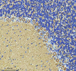 Immunohistochemical staining of STRIP2 using anti-STRIP2 antibody. STRIP2 was detected in a paraffin-embedded section of rat cerebellum tissue. Heat mediated antigen retrieval was performed in EDTA buffer (pH 8.0, epitope retrieval solution). The tissue section was blocked with 10% goat serum. The tissue section was then incubated with 2 ug/ml rabbit anti-STRIP2 antibody overnight at 4oC. Peroxidase Conjugated Goat Anti-rabbit IgG was used as secondary antibody and incubated for 30 minutes at 37oC. The tissue section was developed using an HRP secondary and DAB substrate.