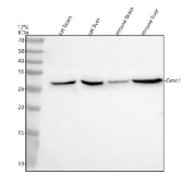 Western blot analysis of GSTO1 using anti-GSTO1 antibody. Electrophoresis was performed on a 12% SDS-PAGE gel at 80V (Stacking gel) / 120V (Resolving gel) for 2 hours. Lane 1: rat brain tissue lysates, Lane 2: rat liver tissue lysates, Lane 3: mouse brain tissue lysates, Lane 4: mouse liver tissue lysates. After electrophoresis, proteins were transferred to a nitrocellulose membrane at 150 mA for 50-90 minutes. Blocked the membrane with 5% non-fat milk/TBS for 1.5 hour at RT. The membrane was incubated with rabbit anti-GSTO1 antibody at 0.5 ug/ml overnight at 4oC, then washed with TBS-0.1%Tween 3 times with 5 minutes each and probed with a goat anti-rabbit IgG-HRP secondary antibody at a dilution of 1:5000 for 1.5 hour at RT. The signal was developed using an ECL Plus Western Blotting Substrate. The expected molecular weight of GSTO1 is ~28 kDa.