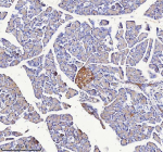 Immunohistochemical staining of NPTX2 using anti-NPTX2 antibody. NPTX2 was detected in a paraffin-embedded section of rat pancreas tissue. Heat mediated antigen retrieval was performed in EDTA buffer (pH 8.0, epitope retrieval solution). The tissue section was blocked with 10% goat serum. The tissue section was then incubated with 2 ug/ml rabbit anti-NPTX2 antibody overnight at 4oC. Peroxidase Conjugated Goat Anti-rabbit IgG was used as secondary antibody and incubated for 30 minutes at 37oC. The tissue section was developed using an HRP secondary and DAB substrate.