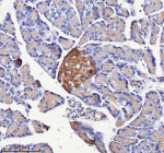 Immunohistochemical staining of NPTX2 using anti-NPTX2 antibody. NPTX2 was detected in a paraffin-embedded section of rat pancreas tissue. Heat mediated antigen retrieval was performed in EDTA buffer (pH 8.0, epitope retrieval solution). The tissue section was blocked with 10% goat serum. The tissue section was then incubated with 2 ug/ml rabbit anti-NPTX2 antibody overnight at 4oC. Peroxidase Conjugated Goat Anti-rabbit IgG was used as secondary antibody and incubated for 30 minutes at 37oC. The tissue section was developed using an HRP secondary and DAB substrate.