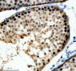 Immunohistochemical staining of SIN3B using anti-SIN3B antibody. SIN3B was detected in a paraffin-embedded section of rat testis tissue. Heat mediated antigen retrieval was performed in EDTA buffer (pH 8.0, epitope retrieval solution). The tissue section was blocked with 10% goat serum. The tissue section was then incubated with 2 ug/ml rabbit anti-SIN3B antibody overnight at 4oC. Peroxidase Conjugated Goat Anti-rabbit IgG was used as secondary antibody and incubated for 30 minutes at 37oC. The tissue section was developed using an HRP secondary and DAB substrate.