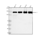 Western blot analysis of MICALL1 using anti-MICALL1 antibody. Lane 1: human MCF-7 whole cell lysates, Lane 2: human Hela whole cell lysates, Lane 3: human Hacat whole cell lysates, Lane 4: human RT4 whole cell lysates. After electrophoresis, proteins were transferred to a nitrocellulose membrane at 150 mA for 50-90 minutes. Blocked the membrane with 5% non-fat milk/TBS for 1.5 hour at RT. The membrane was incubated with rabbit anti-MICALL1 antibody at 0.5 ug/ml overnight at 4oC, then washed with TBS-0.1%Tween 3 times with 5 minutes each and probed with a goat anti-rabbit IgG-HRP secondary antibody at a dilution of 1:5000 for 1.5 hour at RT. The signal was developed using enhanced chemiluminescent. A specific band was detected for MICALL1 at approximately 145 kDa. The expected molecular weight of MICALL1 is ~93 kDa.