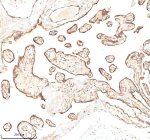 Immunohistochemical staining of MICALL1 using anti-MICALL1 antibody. MICALL1 was detected in a paraffin-embedded section of human placenta tissue. Heat mediated antigen retrieval was performed in EDTA buffer (pH 8.0, epitope retrieval solution). The tissue section was blocked with 10% goat serum. The tissue section was then incubated with 2 ug/ml rabbit anti-MICALL1 antibody overnight at 4oC. Peroxidase Conjugated Goat Anti-rabbit IgG was used as secondary antibody and incubated for 30 minutes at 37oC. The tissue section was developed using an HRP secondary and DAB substrate.