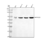 Western blot analysis of MARVELD2 using anti-MARVELD2 antibody. Lane 1: human RT4 whole cell lysates, Lane 2: human Caco-2 whole cell lysates, Lane 3: human whole cell lysates, Lane 4: human MCF-7 whole cell lysates. After electrophoresis, proteins were transferred to a nitrocellulose membrane at 150 mA for 50-90 minutes. Blocked the membrane with 5% non-fat milk/TBS for 1.5 hour at RT. The membrane was incubated with rabbit anti-MARVELD2 antibody at 0.5 ug/ml overnight at 4oC, then washed with TBS-0.1%Tween 3 times with 5 minutes each and probed with a goat anti-rabbit IgG-HRP secondary antibody at a dilution of 1:5000 for 1.5 hour at RT. The signal was developed using enhanced chemiluminescent. A specific band was detected for MARVELD2 at approximately 64 kDa. The expected molecular weight of MARVELD2 is ~64 kDa.